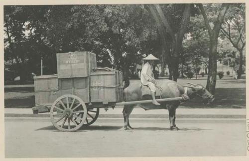 Man driving carabao delivery cart