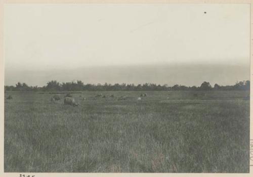 Carabaos or water buffalo