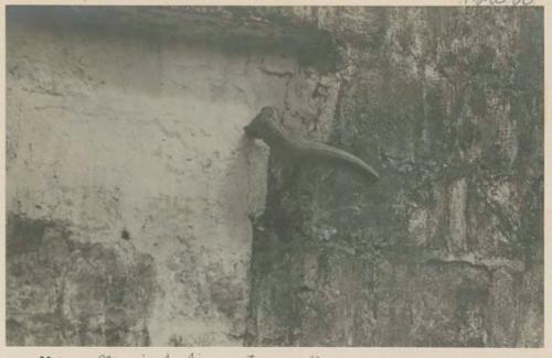 Manis climbing stone wall