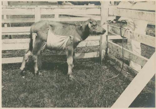 Carabao calf used for vaccine