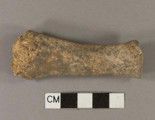 Animal bone fragment; from original bag: "1 butchered pig tibia frag. Juvenile."