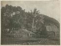 People, hut, terraced land in front of trees