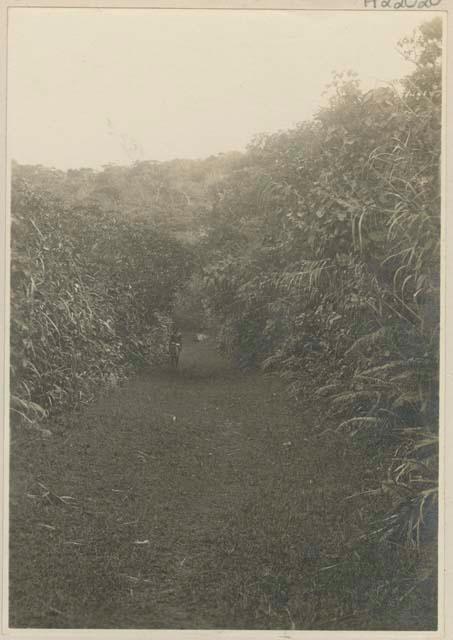 Man standing on path