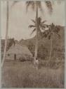 Man examining tree, thatched building