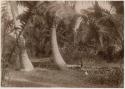 Graves with palms and low stone walls, Thurston Point, Taveuni, Fiji