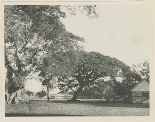 Banyan tree and structures