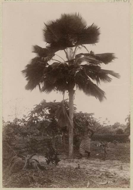 Man standing next to palm tree