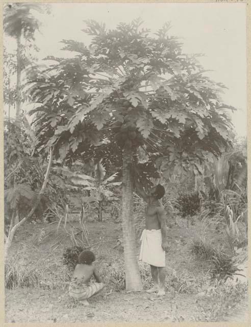 Two men next to pawpaw tree