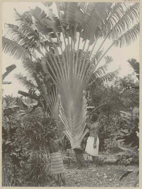 Two men next to traveler's palm tree