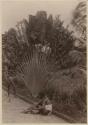 Two men next to traveler's palm tree