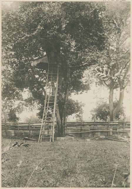 Filipino trench and sharp shooters' box in mango tree