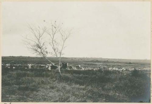 American troops near San Pedro Macati