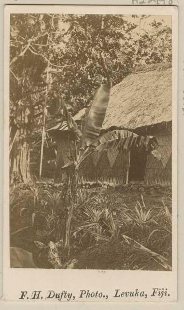 Thatched structure among trees