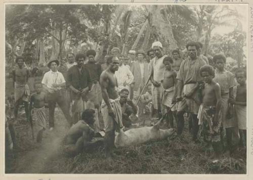 Men surround slaughtered pig