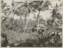 Thatched structure and people among palms