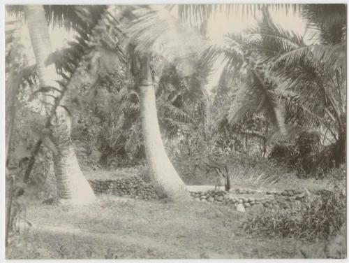 Graves with palms and low stone walls, Thurston Point, Taveuni, Fiji