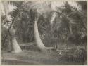 Graves with palms and low stone walls, Thurston Point, Taveuni, Fiji