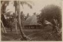 Thatched structure among palms