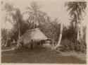 Thatched structure and person among palms