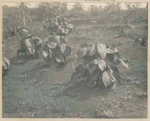 Kava plants