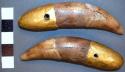 2 boar tusks with sheet gold butts