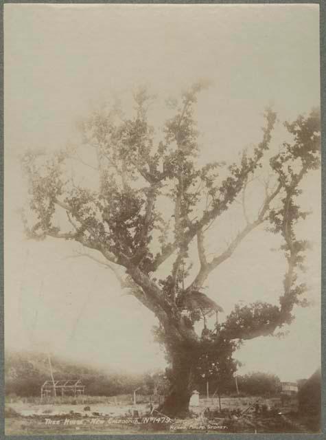 Thatched tree house with person in it, in large tree