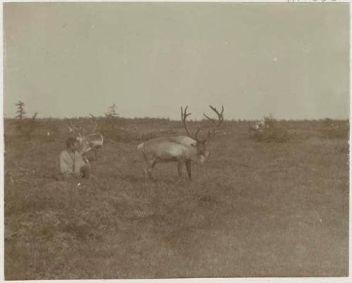 Man with his herd of reindeer