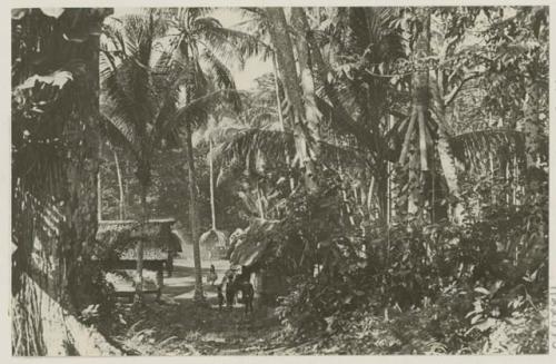 People standing under palms, houses in background