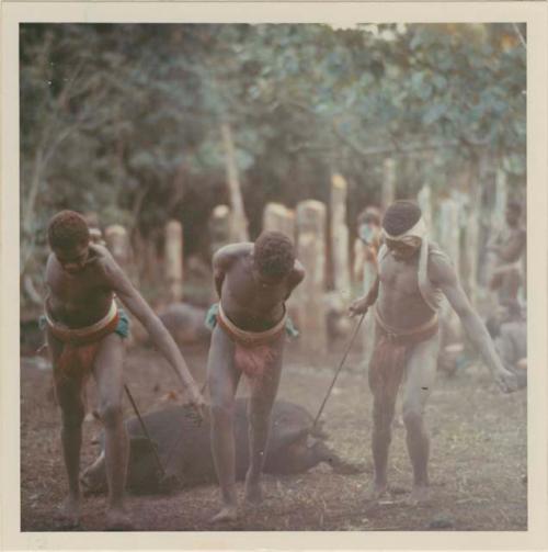 Pigs being dragged off ceremonial ground