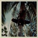 Man climbing tree to retrieve coconuts