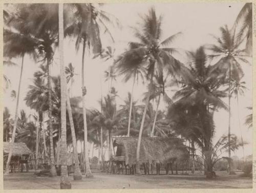 Building on stilts with palm frond roofs