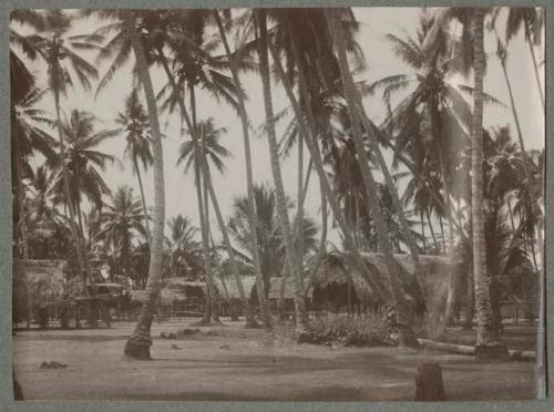 Village scene, building on stilts with palm frond roofs