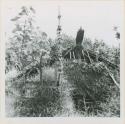 Abandoned hut with carved fern projection