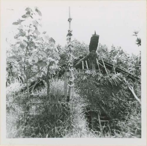 Abandoned hut with carved fern projection