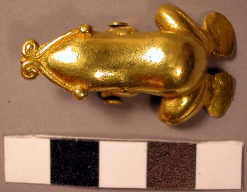 Gold Frog