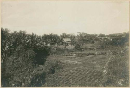 Market-garden outside walls of Jolo