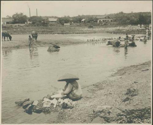 Men with hats watering carabaos