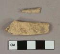 Unidentified bone fragment, likely mammal