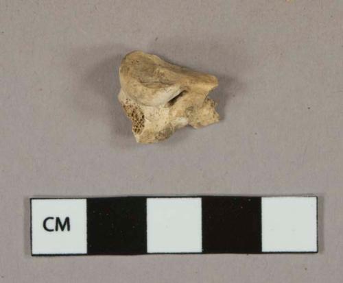 Unidentified bone fragment, likely mammal