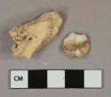 1 bone fragment, likely mammal, 1 tooth fragment