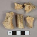 Bone fragments, likely mammal