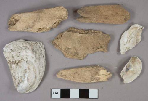 12 Bone fragments, likely mammal, 7 shell fragments