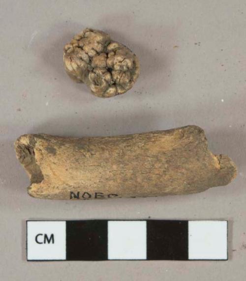 1 bone fragment, 1 tooth fragment