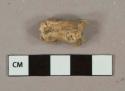 Bone fragment, likely mammal