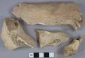 Bone fragments, likely mammal