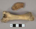 Bone fragments, mammal