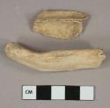 Bone fragments, likely mammal