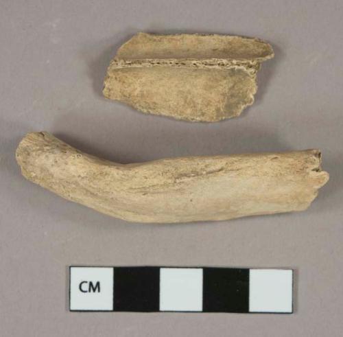 Bone fragments, likely mammal