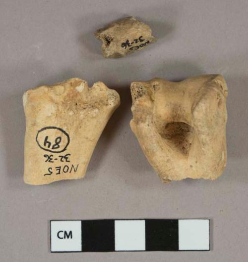 Bone fragments, likely mammal