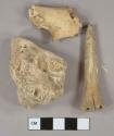 Bone fragments, likely mammal